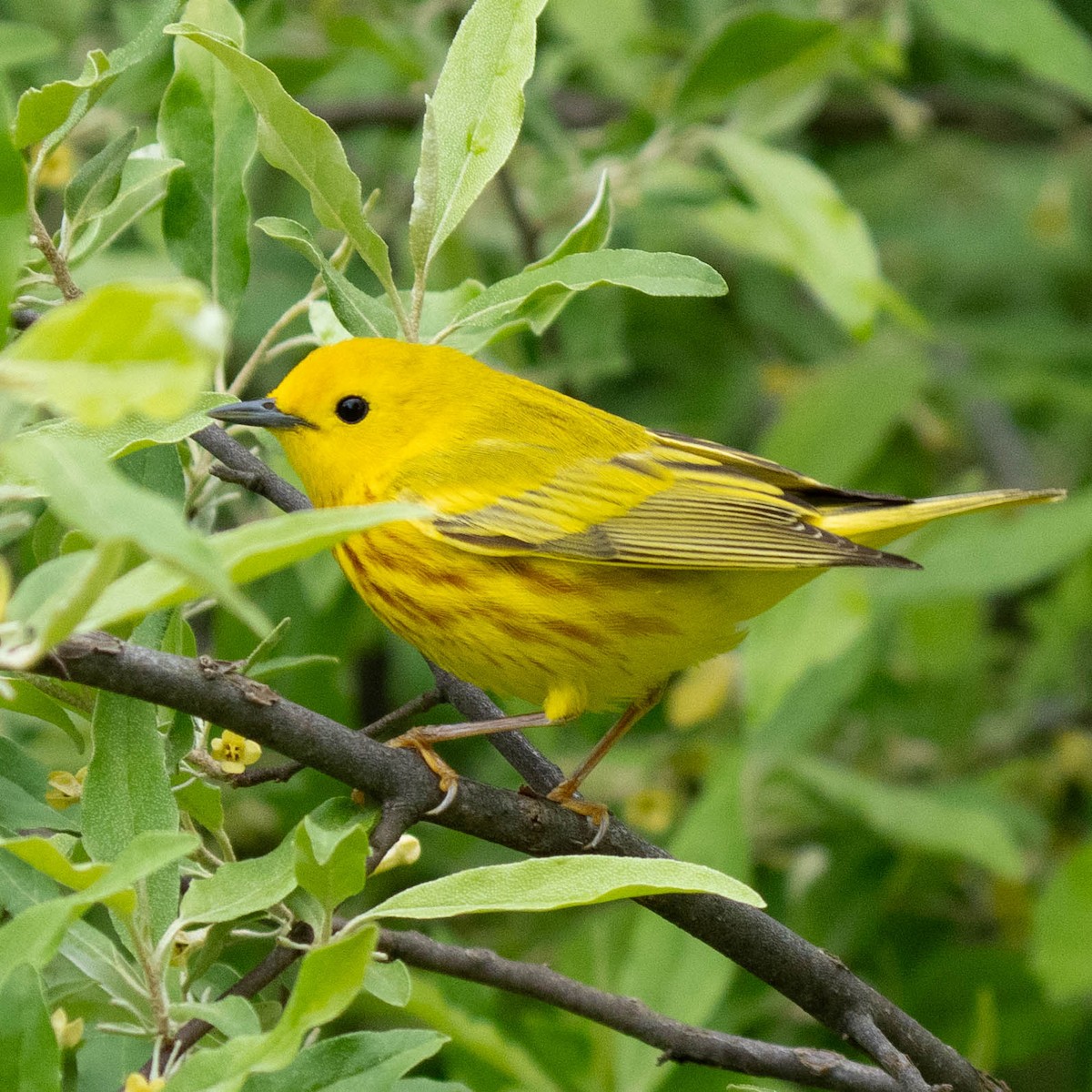 Yellow Warbler - Mark Siebers