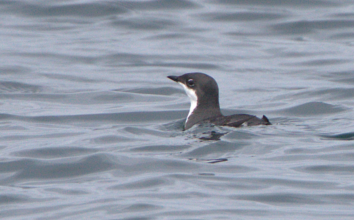 Scripps's Murrelet - Curtis Marantz