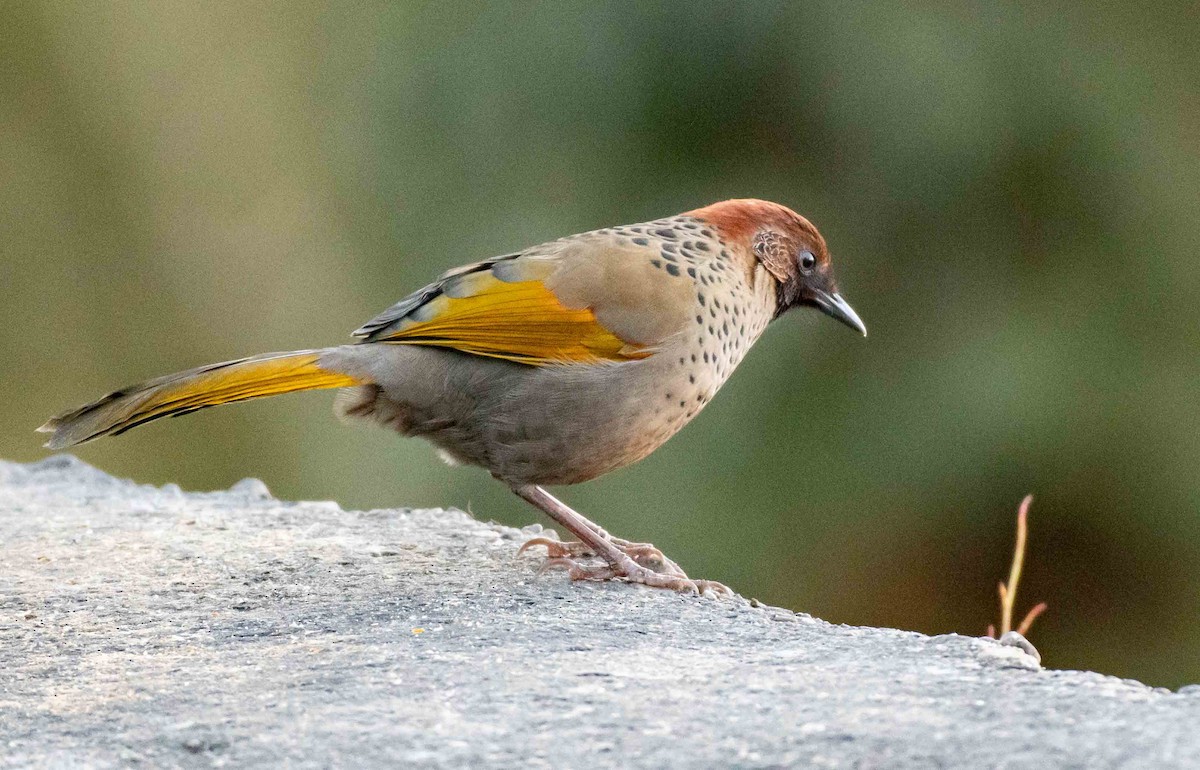 Chestnut-crowned Laughingthrush - Sayantan Ghosh