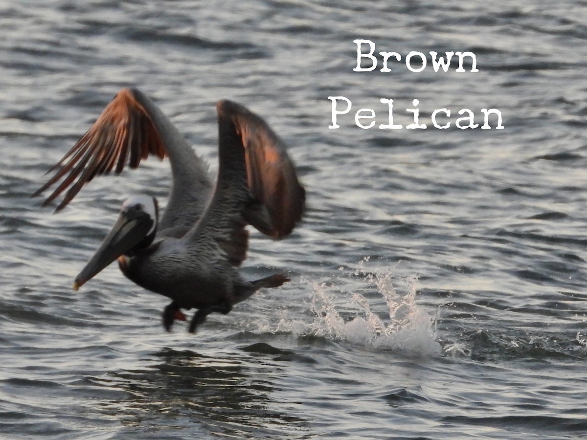 Brown Pelican - ML618877744