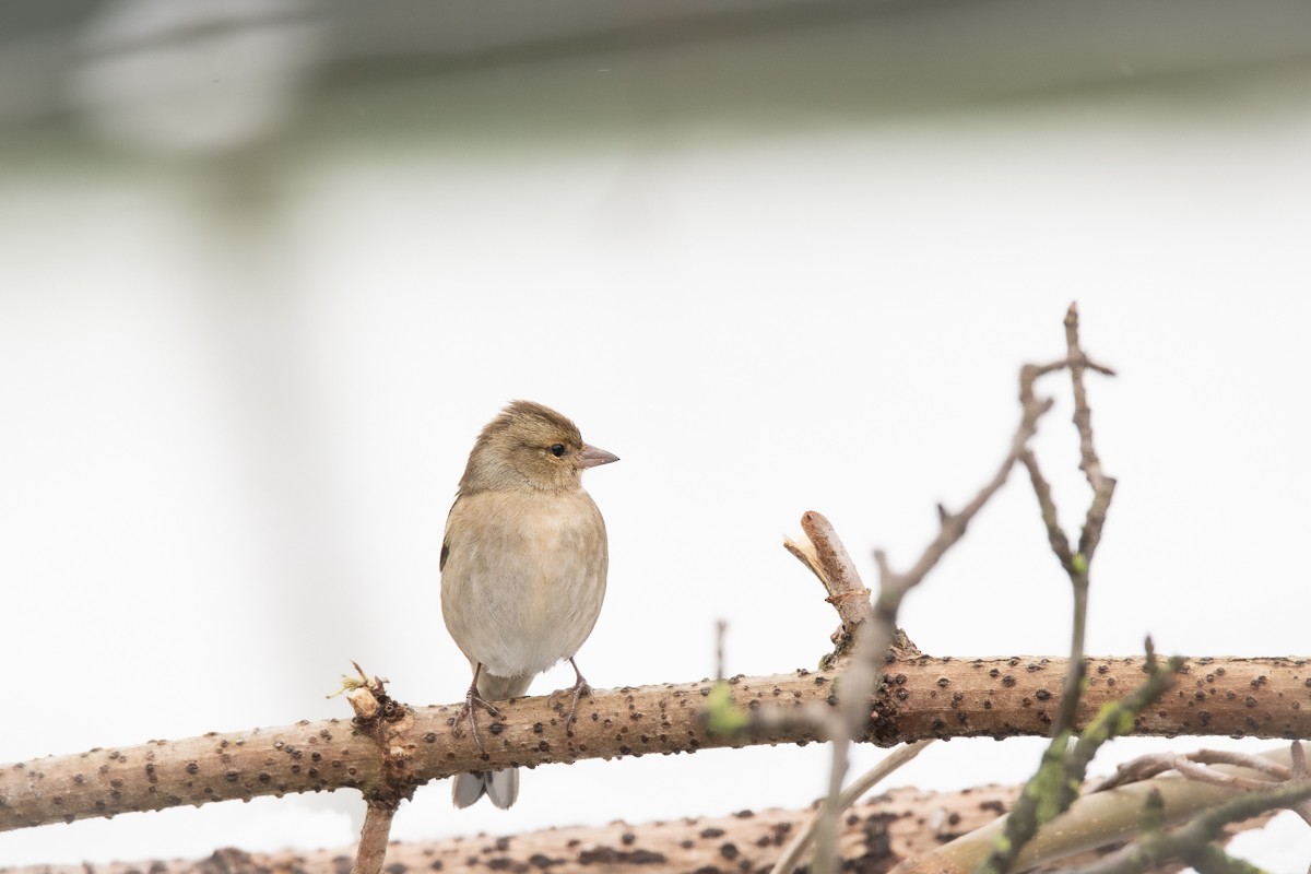 Common Chaffinch - Guido Van den Troost