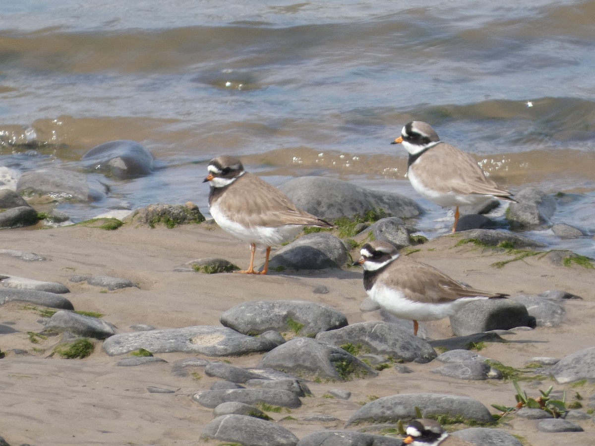 Common Ringed Plover - Mike Tuer