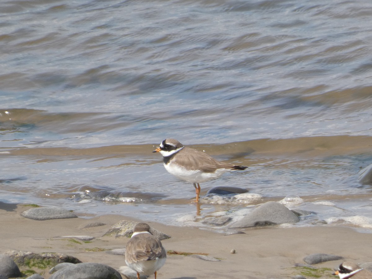 Common Ringed Plover - Mike Tuer