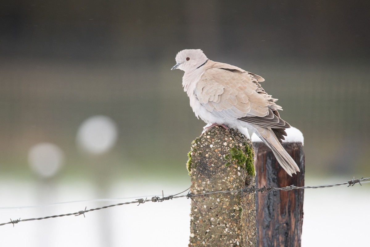 Eurasian Collared-Dove - Guido Van den Troost