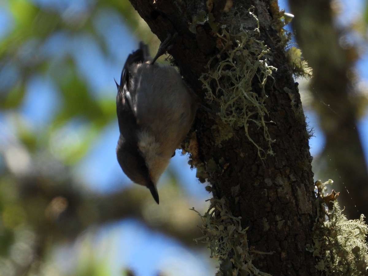 Brown-headed Nuthatch - Angela Schumpert