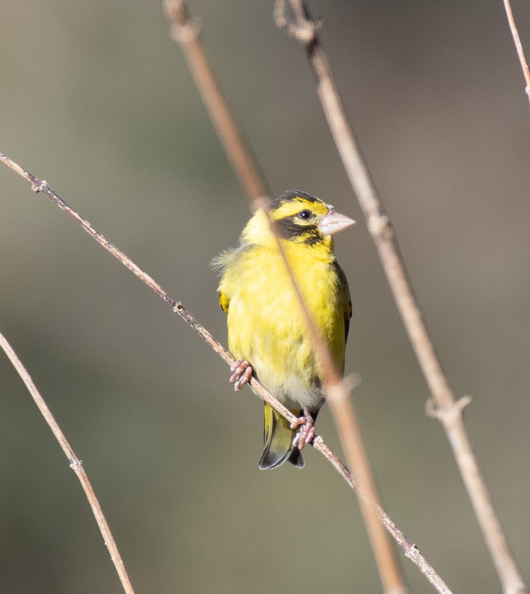 Yellow-breasted Greenfinch - ML618877757