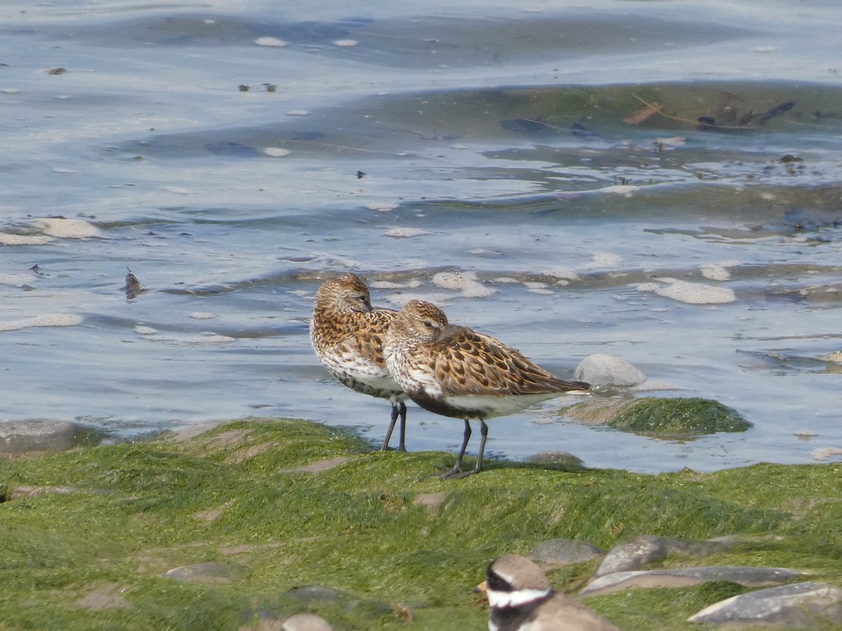 Dunlin - Mike Tuer