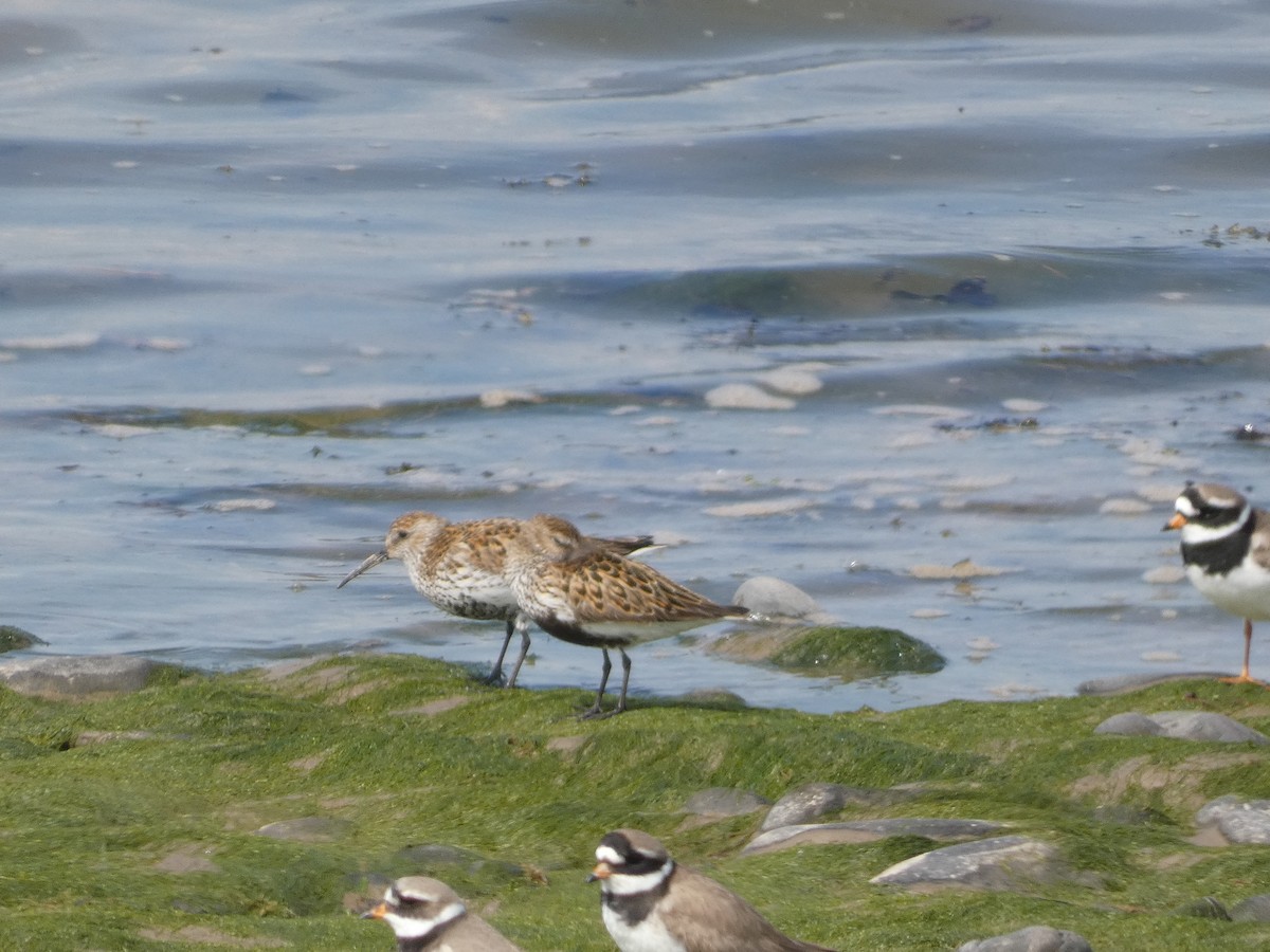 Dunlin - Mike Tuer