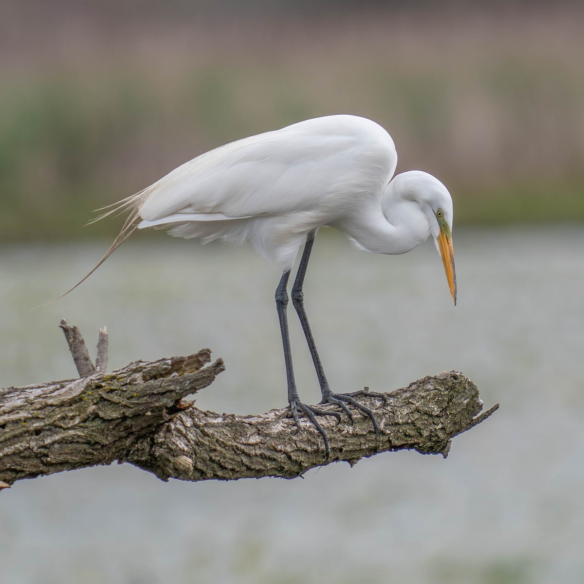 Great Egret - Mark Siebers