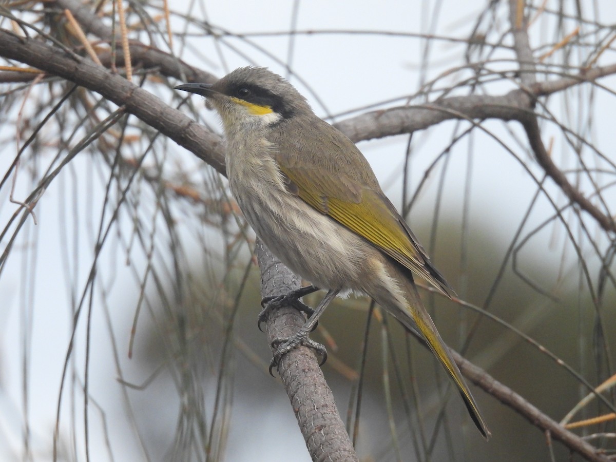 Singing Honeyeater - Praveen Bennur