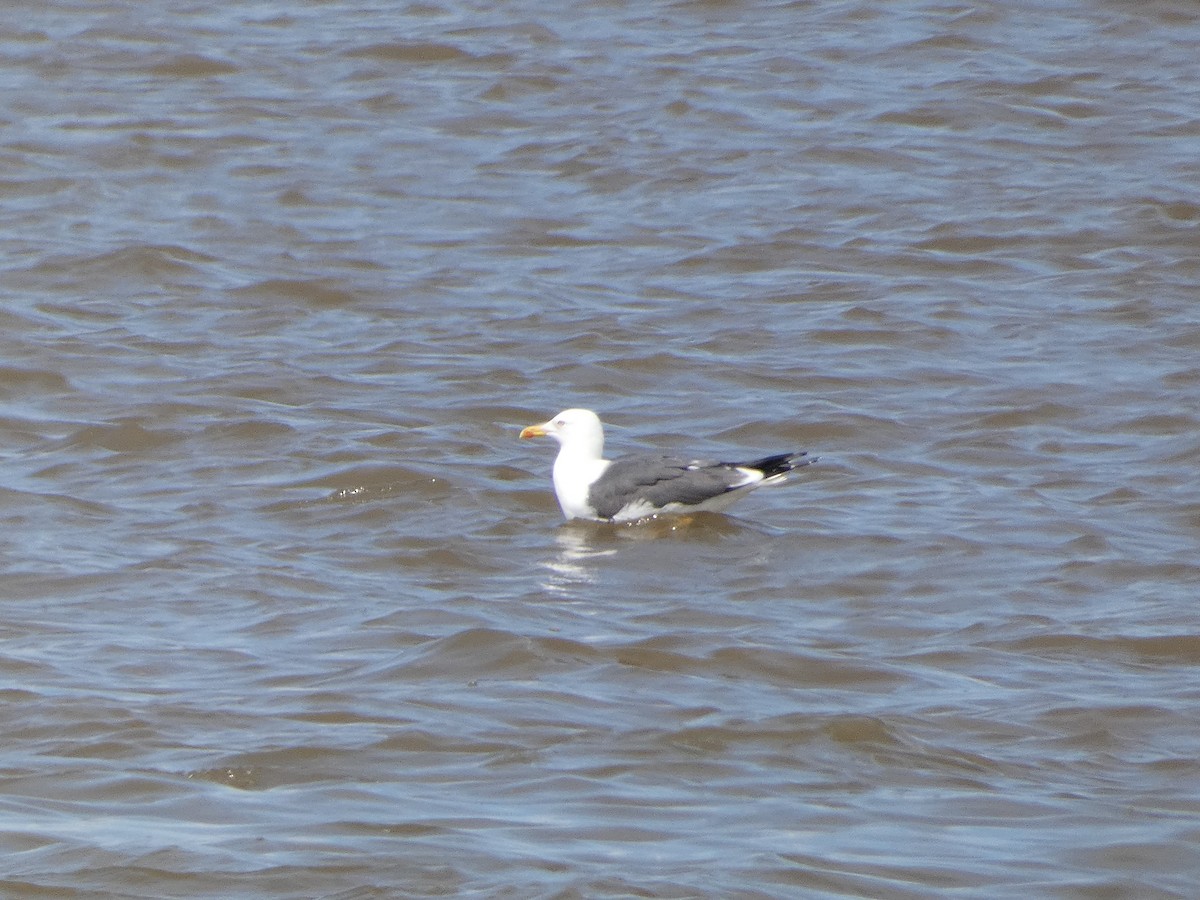 Lesser Black-backed Gull - Mike Tuer