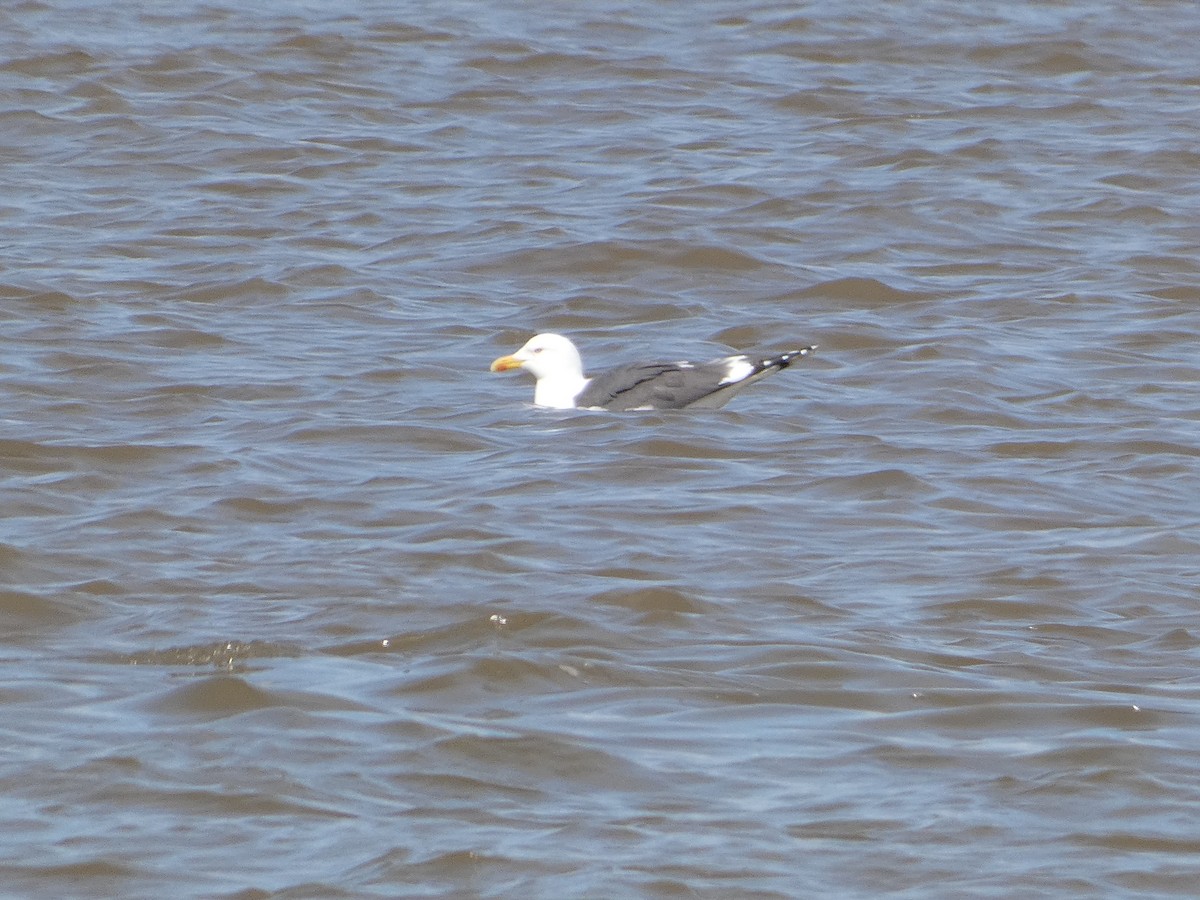 Lesser Black-backed Gull - Mike Tuer