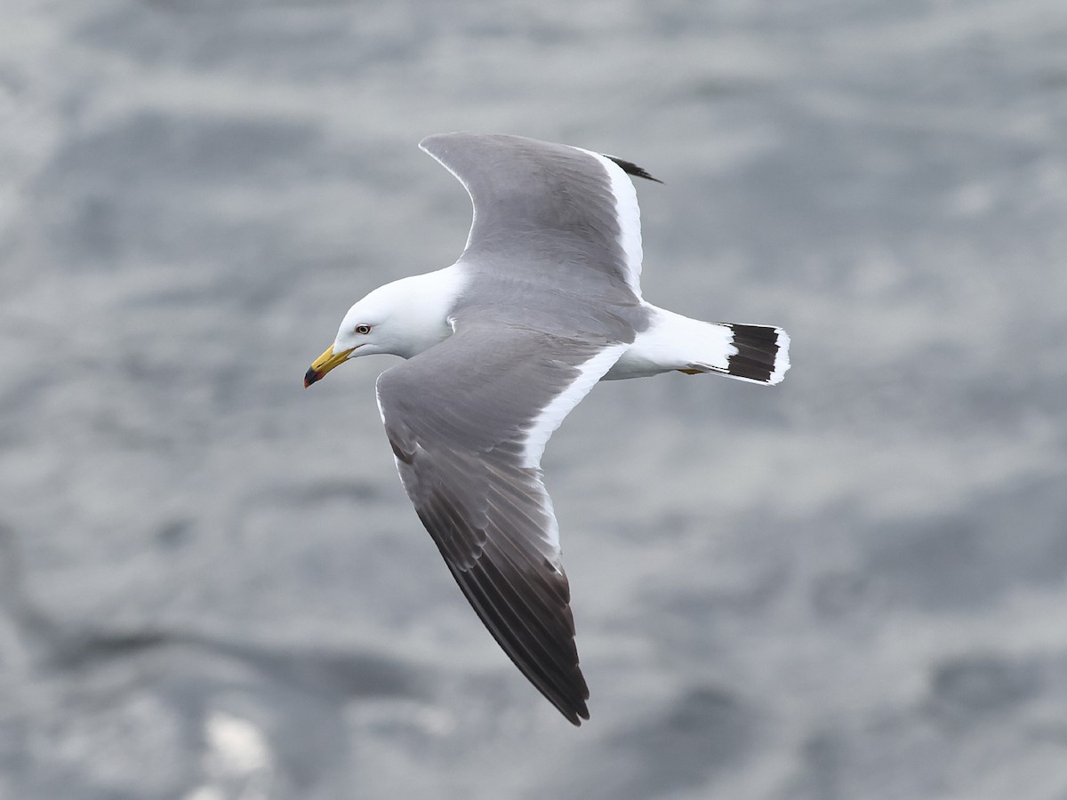 Black-tailed Gull - Mark Newsome