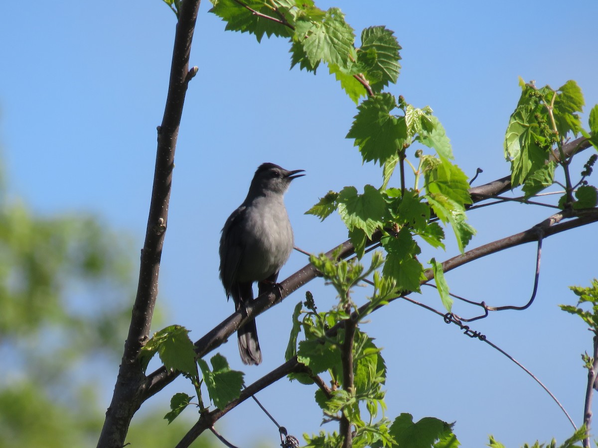 Gray Catbird - d w