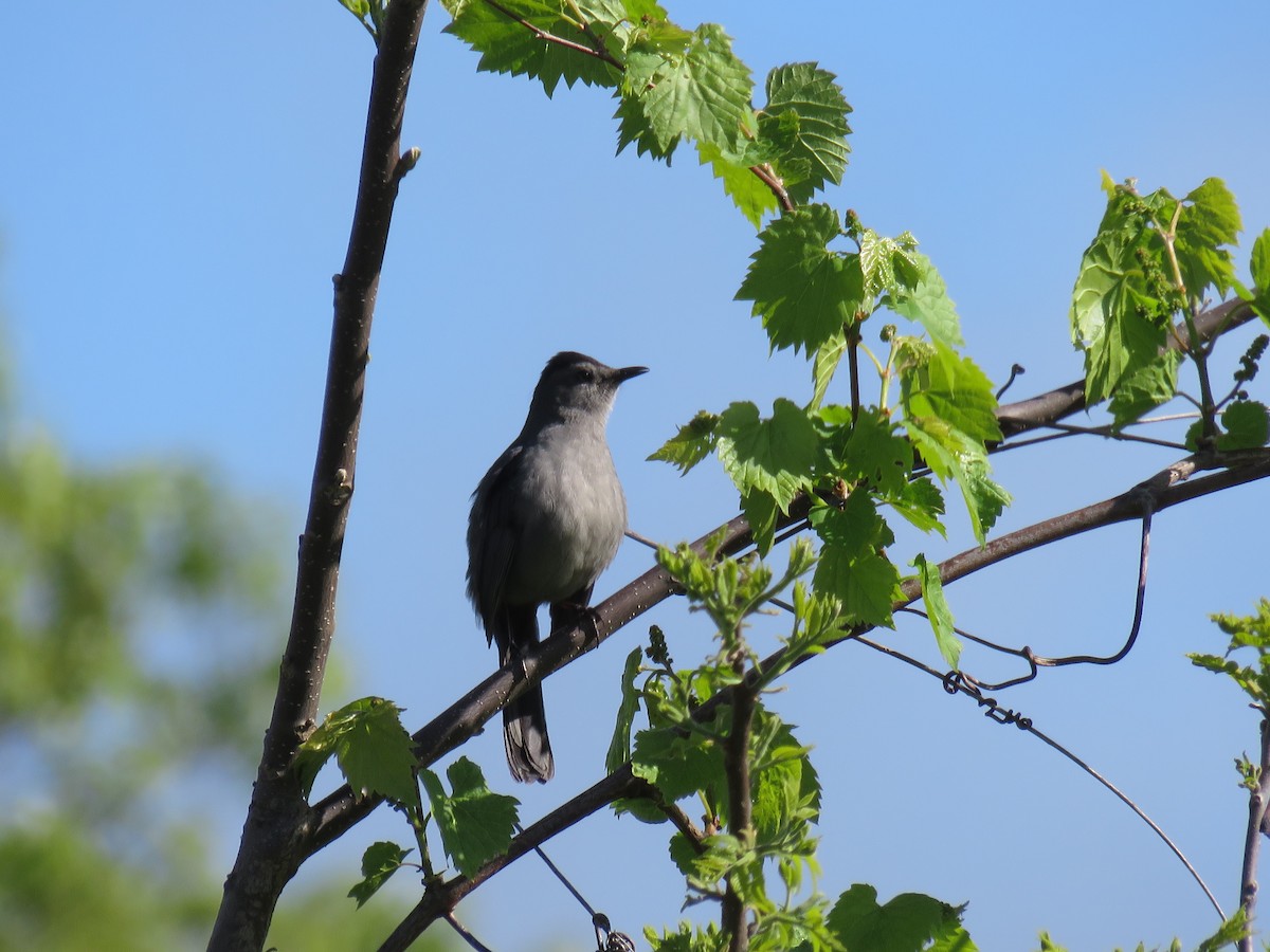 Gray Catbird - d w