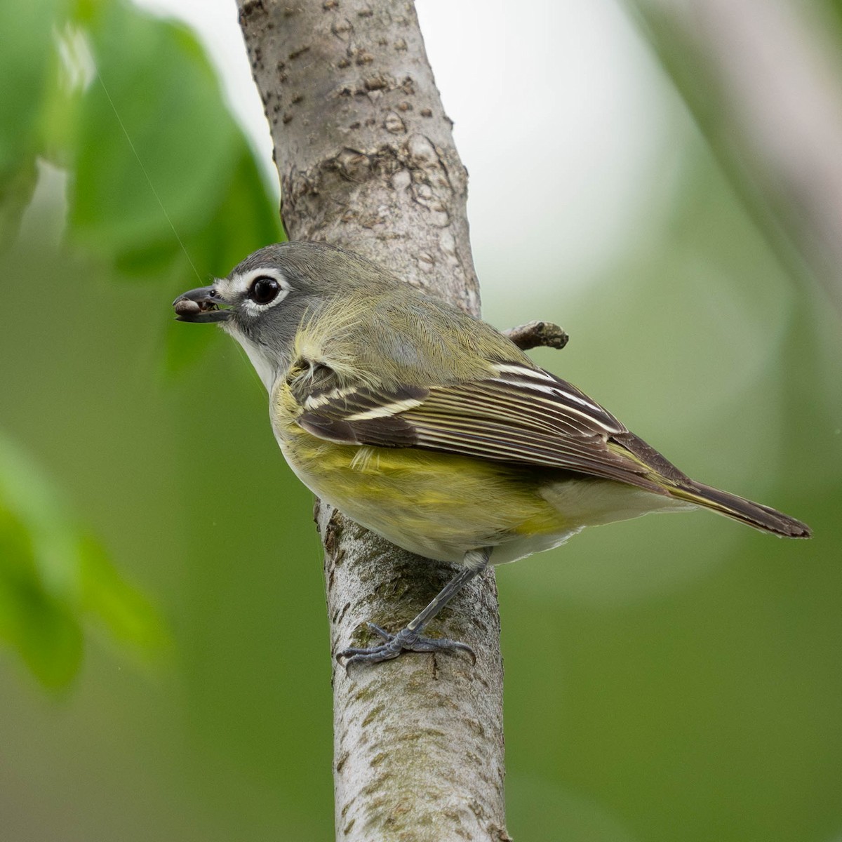 Blue-headed Vireo - Mark Siebers