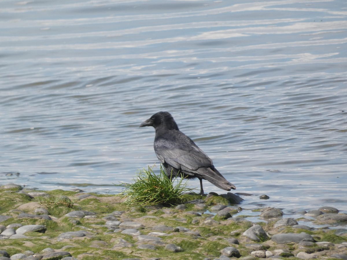 Carrion Crow - Mike Tuer