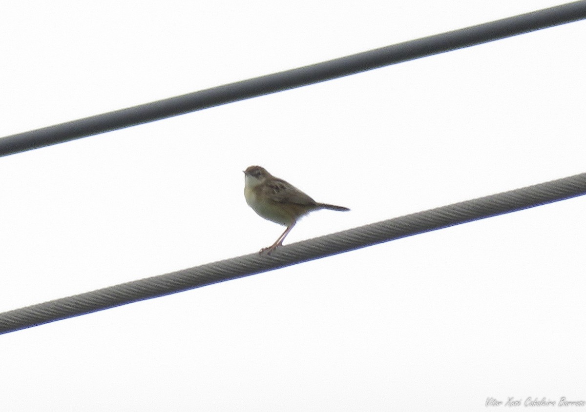 Zitting Cisticola - Vítor Xosé Cabaleiro Barroso