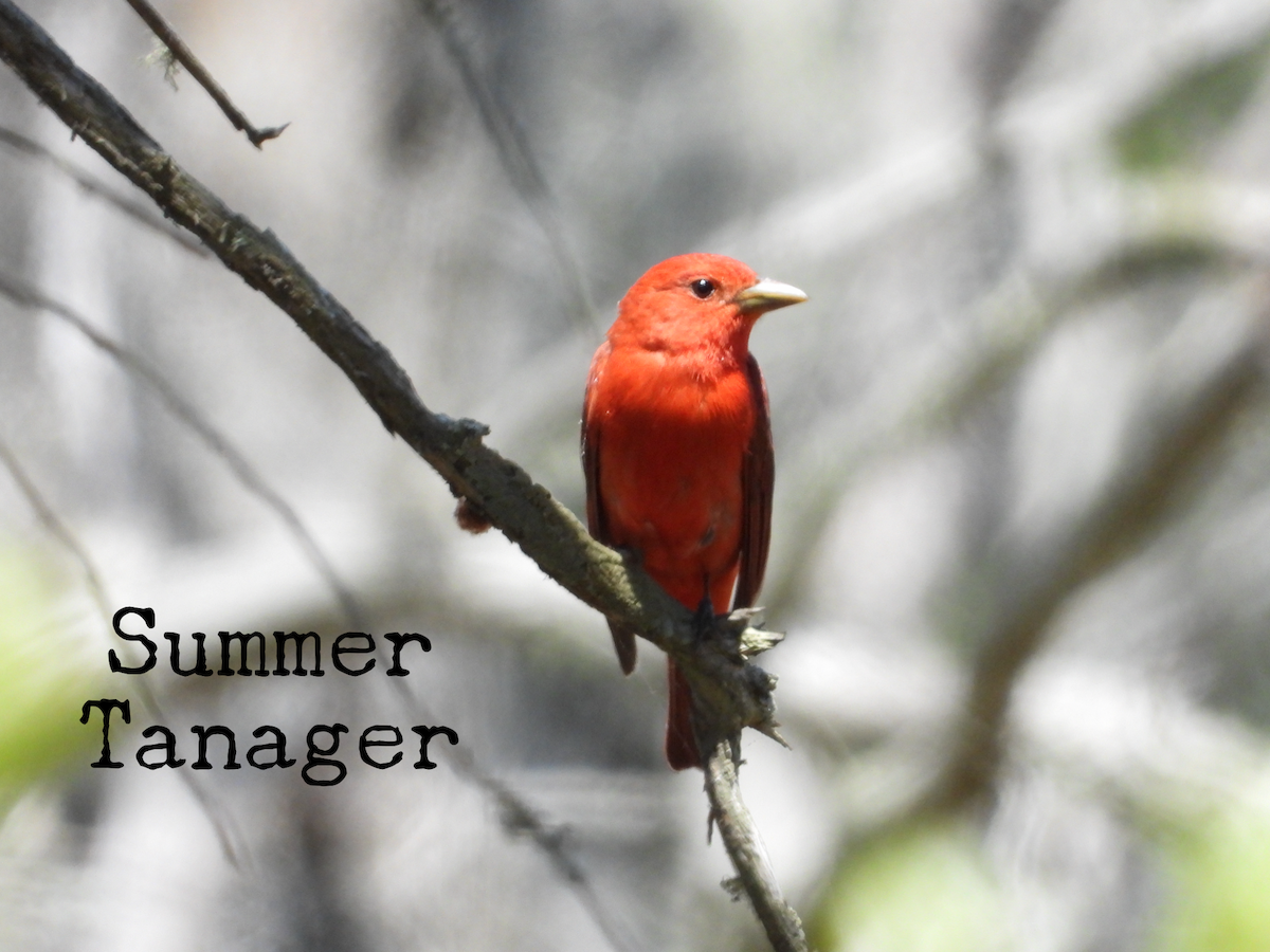 Summer Tanager - Angela Schumpert