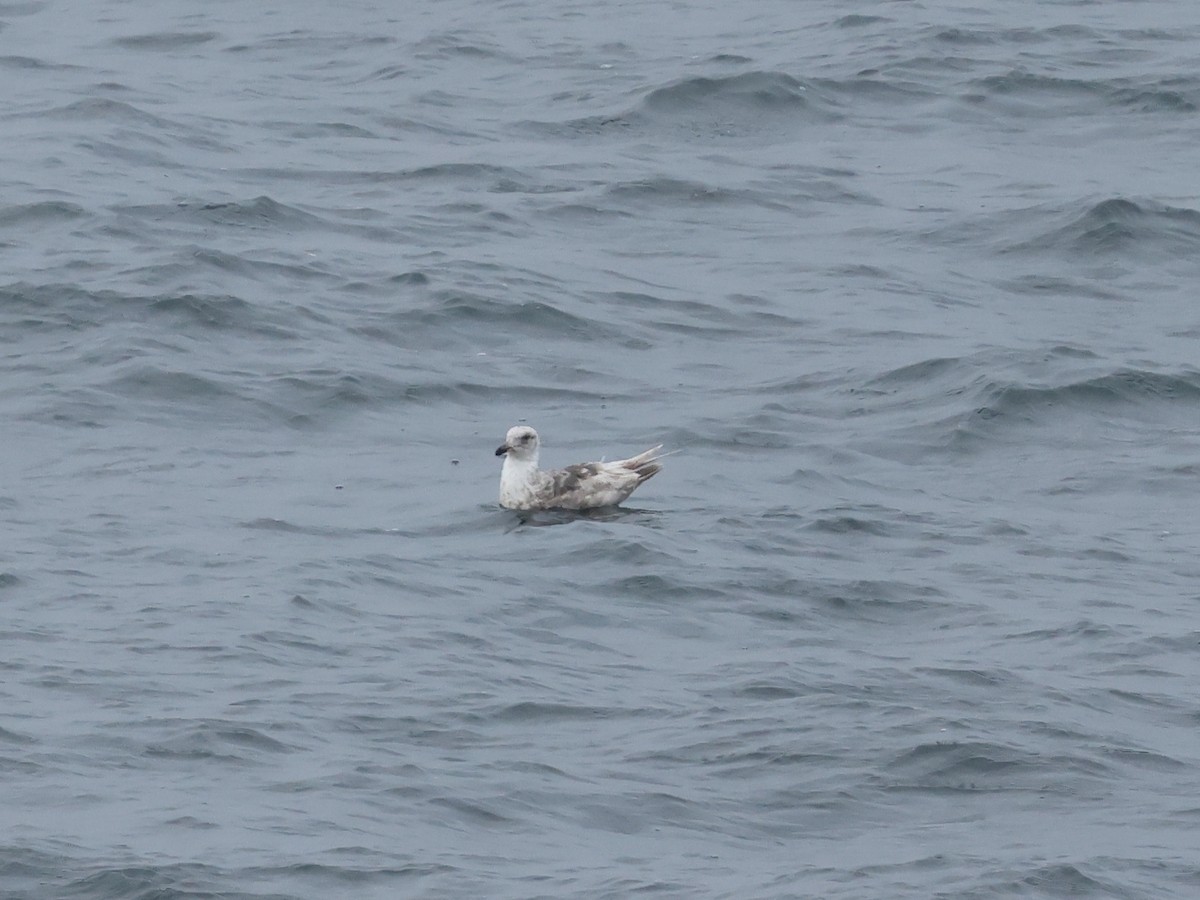 Slaty-backed Gull - Mark Newsome