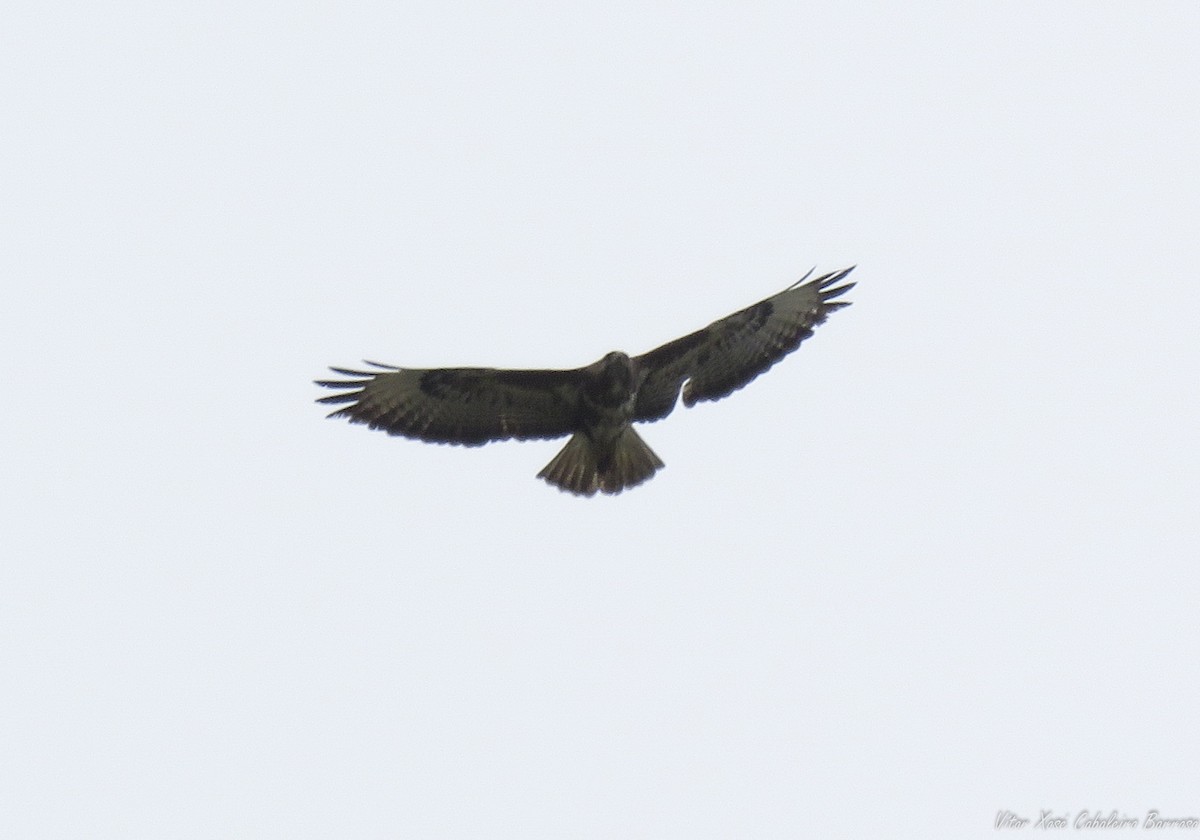 Common Buzzard - Vítor Xosé Cabaleiro Barroso