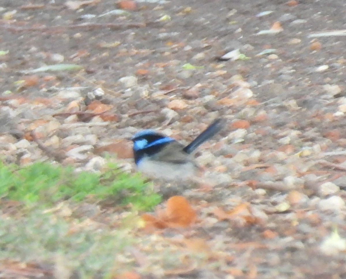 Superb Fairywren - Praveen Bennur