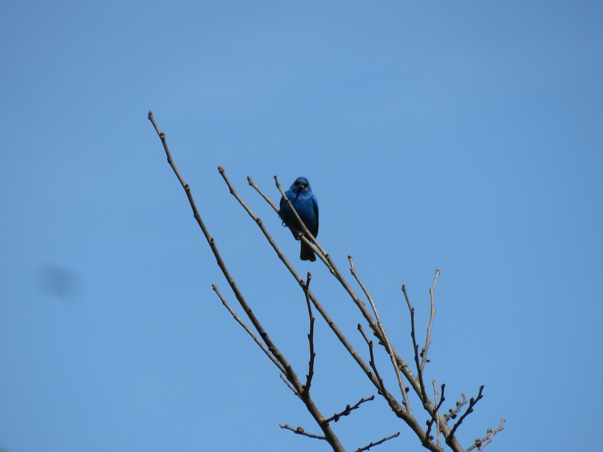 Indigo Bunting - d w