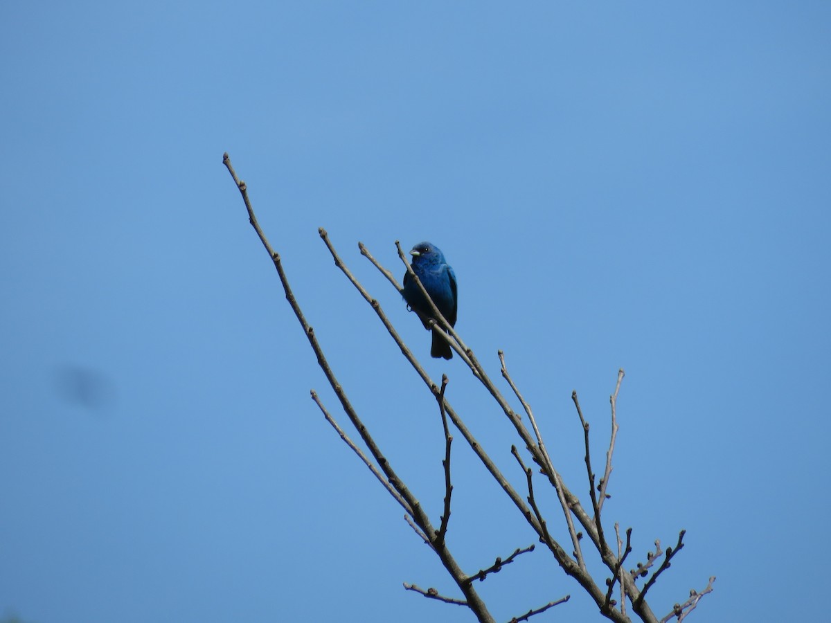 Indigo Bunting - d w