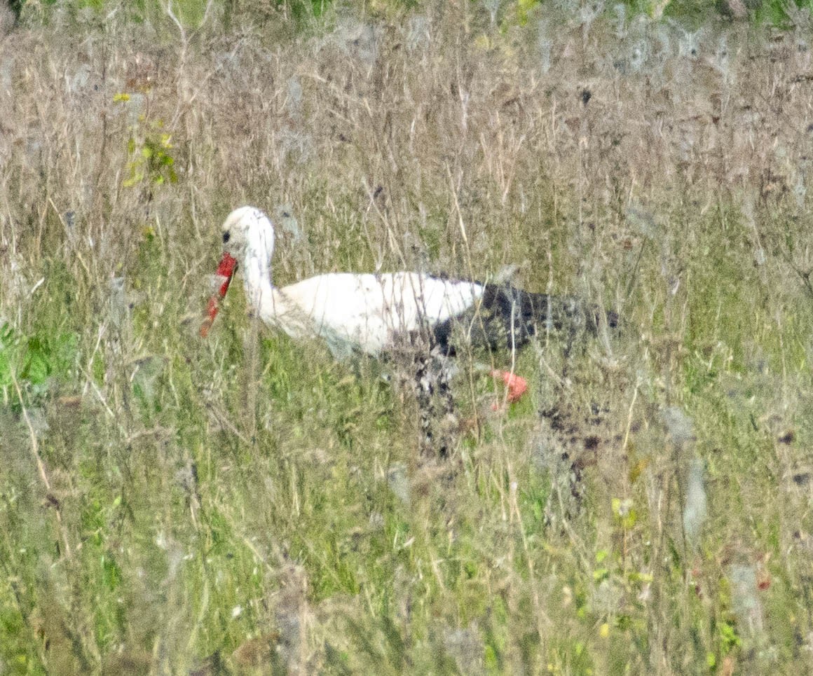 White Stork - ML618877812