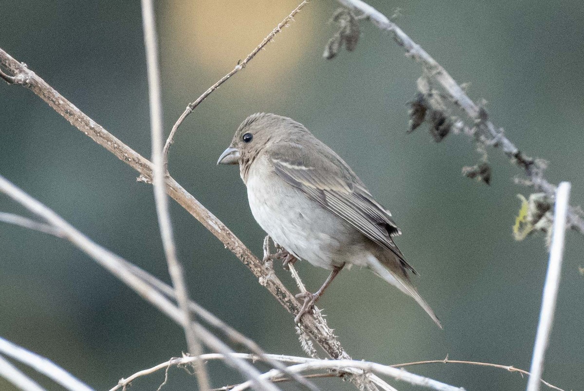 Common Rosefinch - Sayantan Ghosh