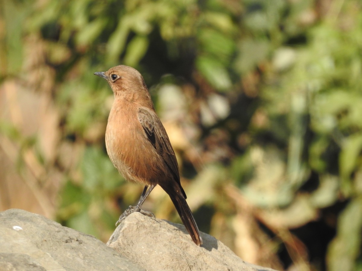 Brown Rock Chat - Sayanti Basak