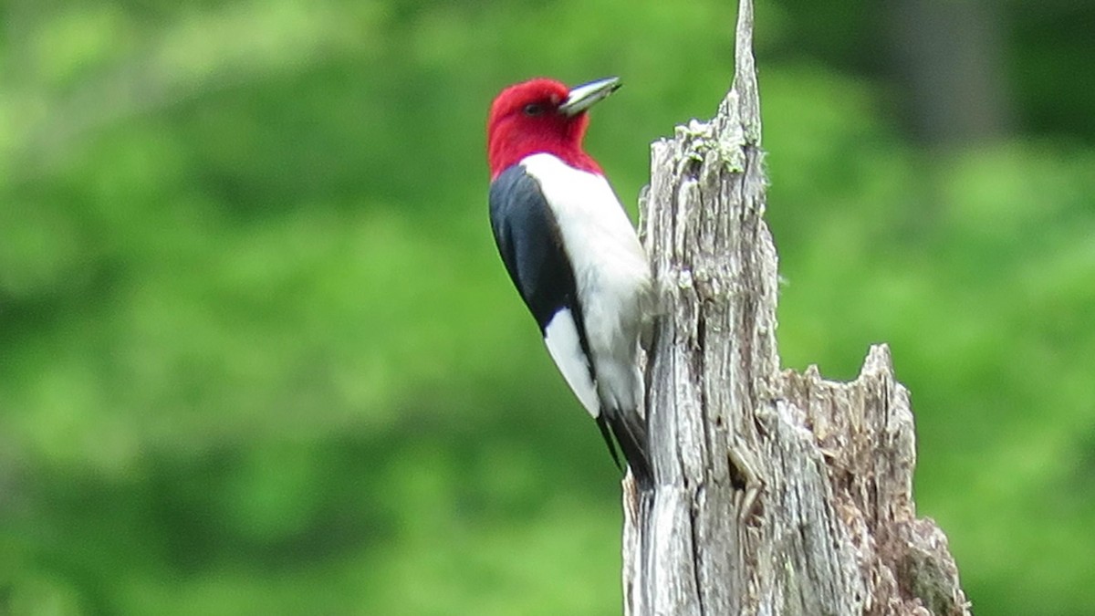 Red-headed Woodpecker - d w