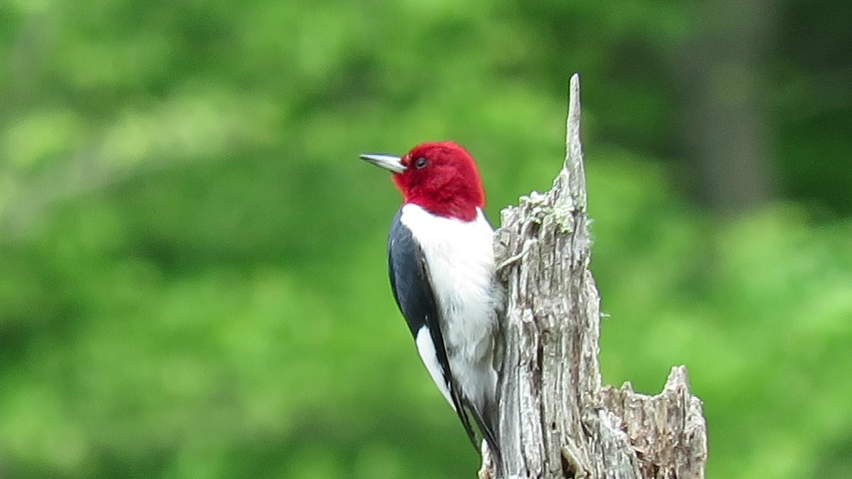 Red-headed Woodpecker - d w