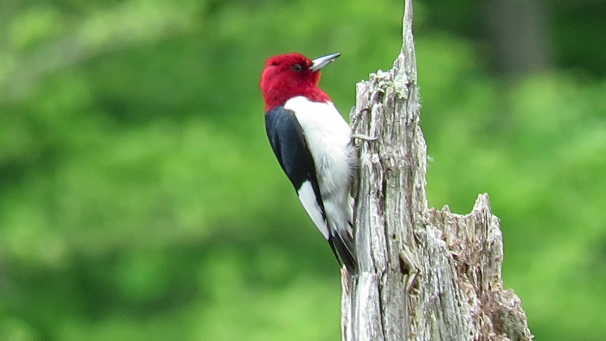 Red-headed Woodpecker - d w