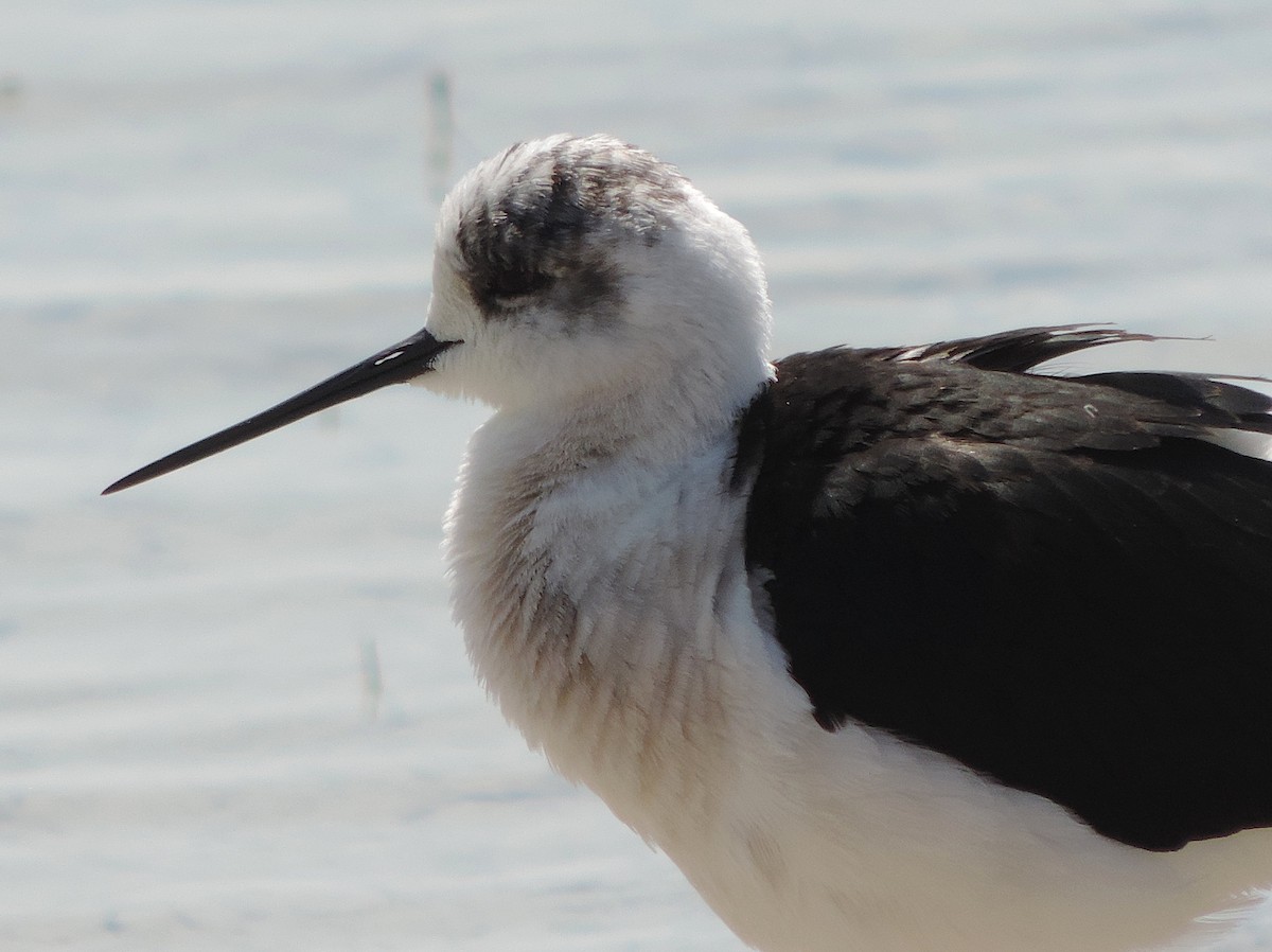 Black-winged Stilt - Pablo Rivera