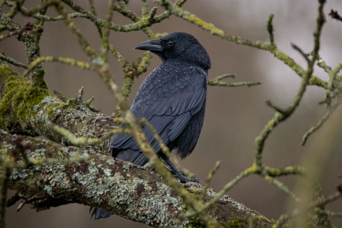 Carrion Crow - Guido Van den Troost