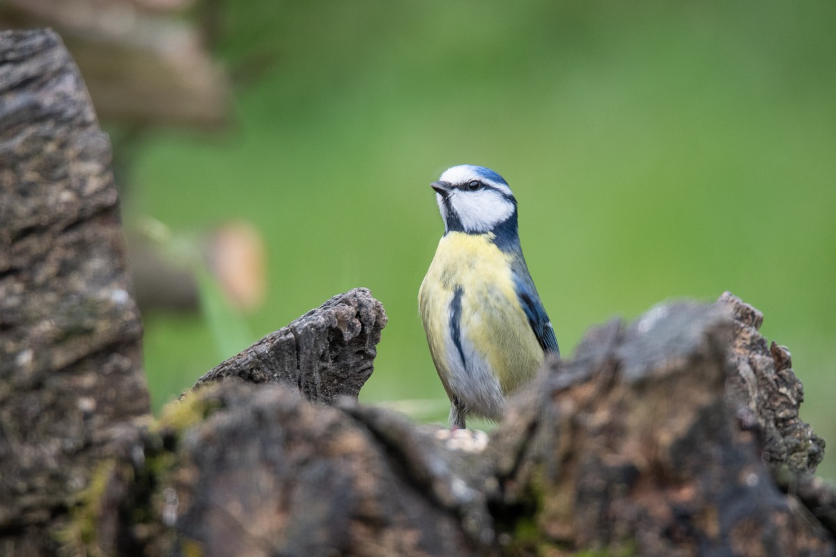 Eurasian Blue Tit - Guido Van den Troost