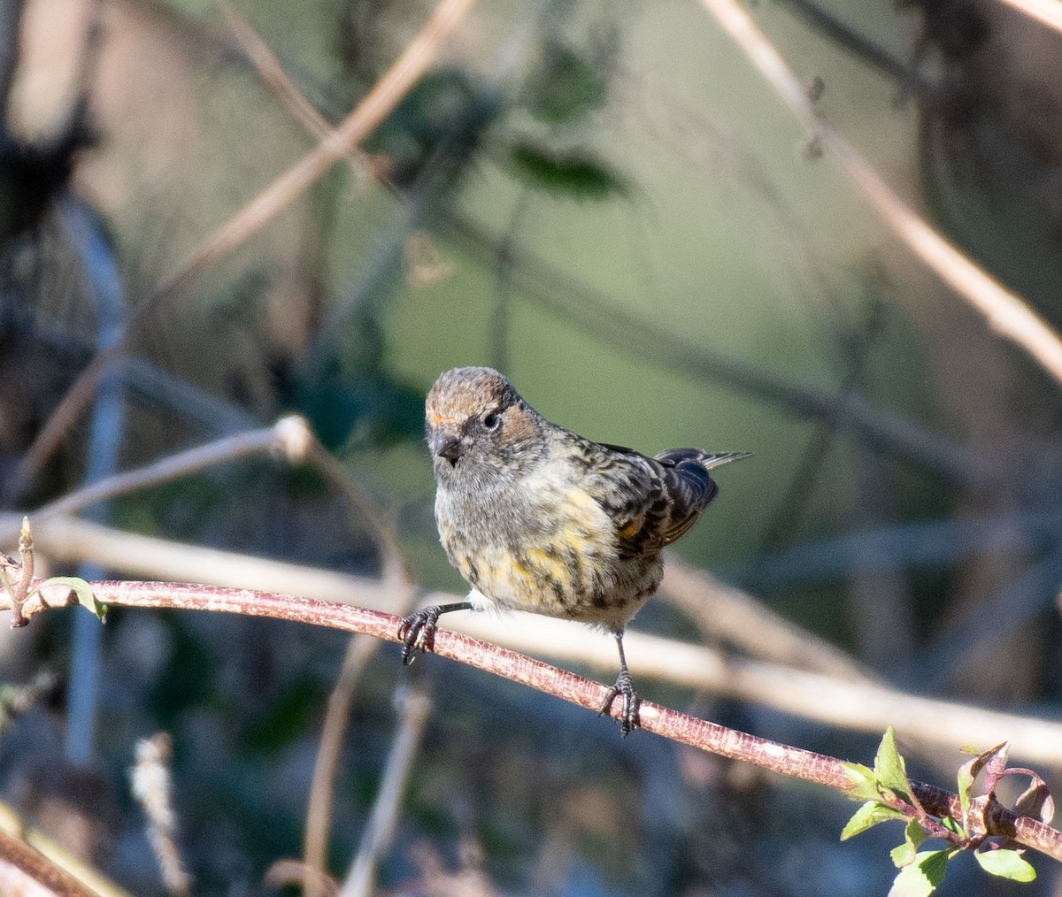 Fire-fronted Serin - Sayantan Ghosh