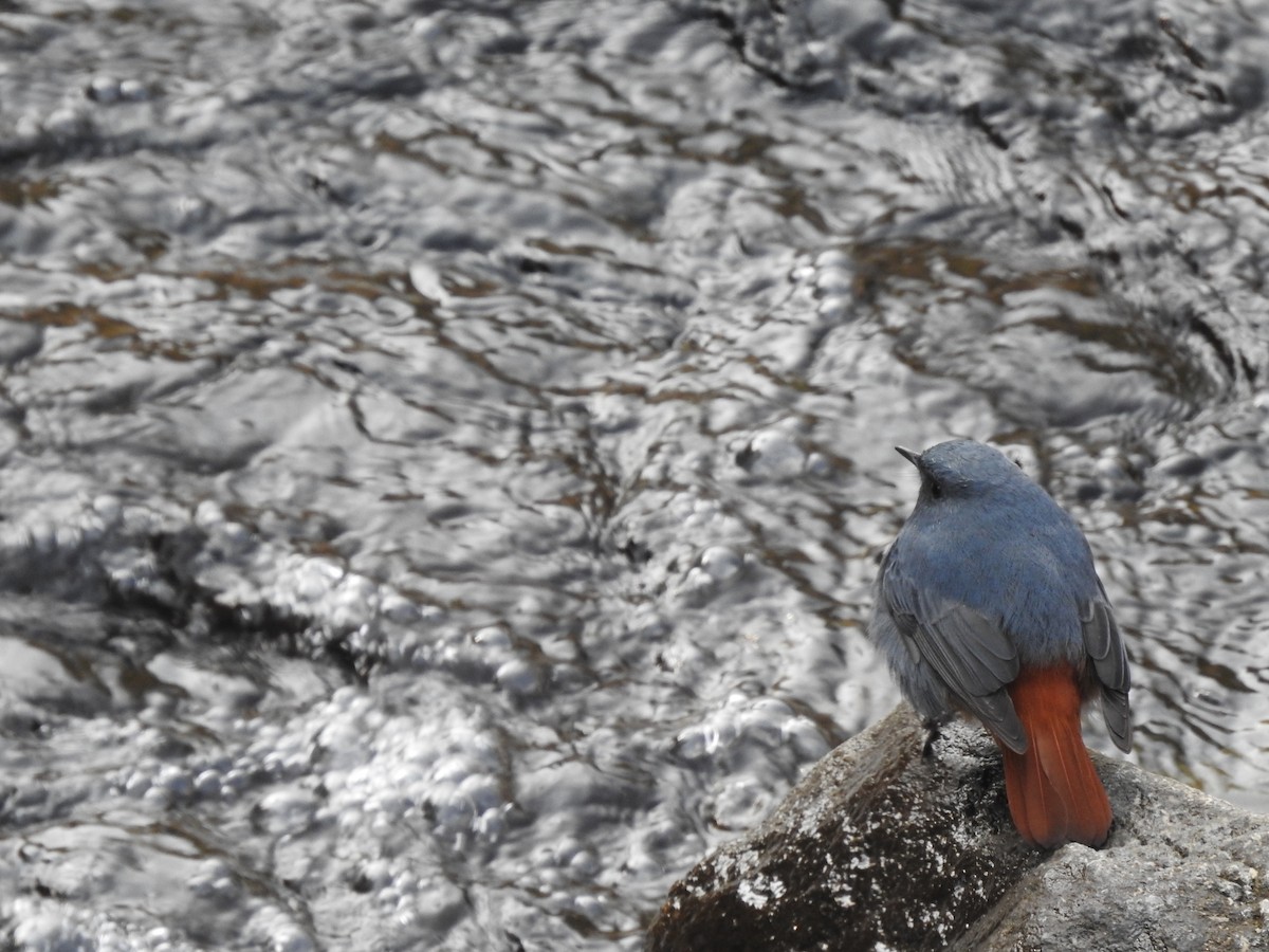 Plumbeous Redstart - Sayanti Basak