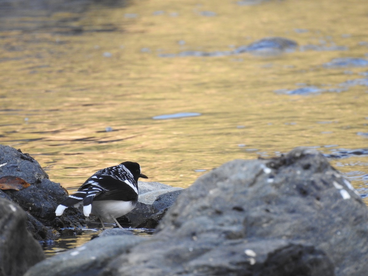 Spotted Forktail - Sayanti Basak