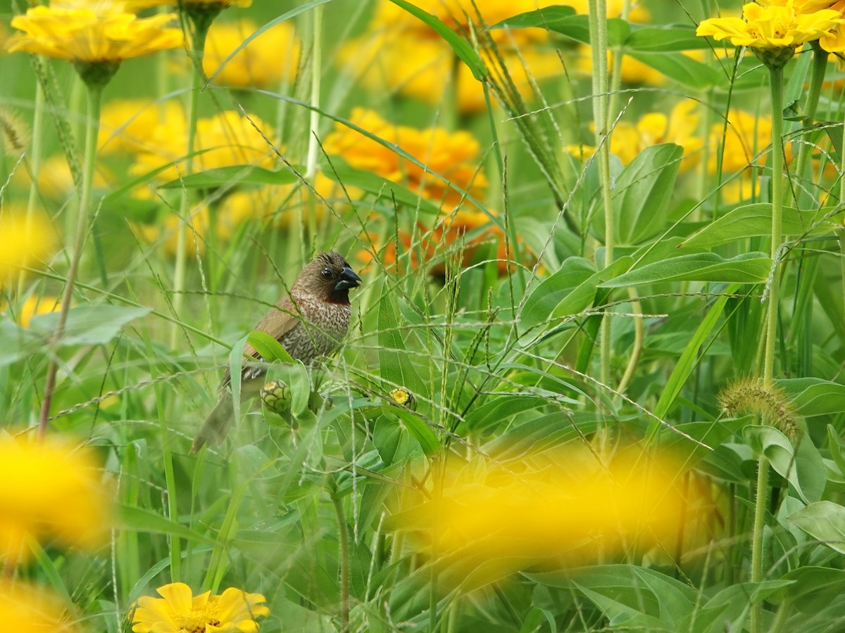 Scaly-breasted Munia - Ann Huang