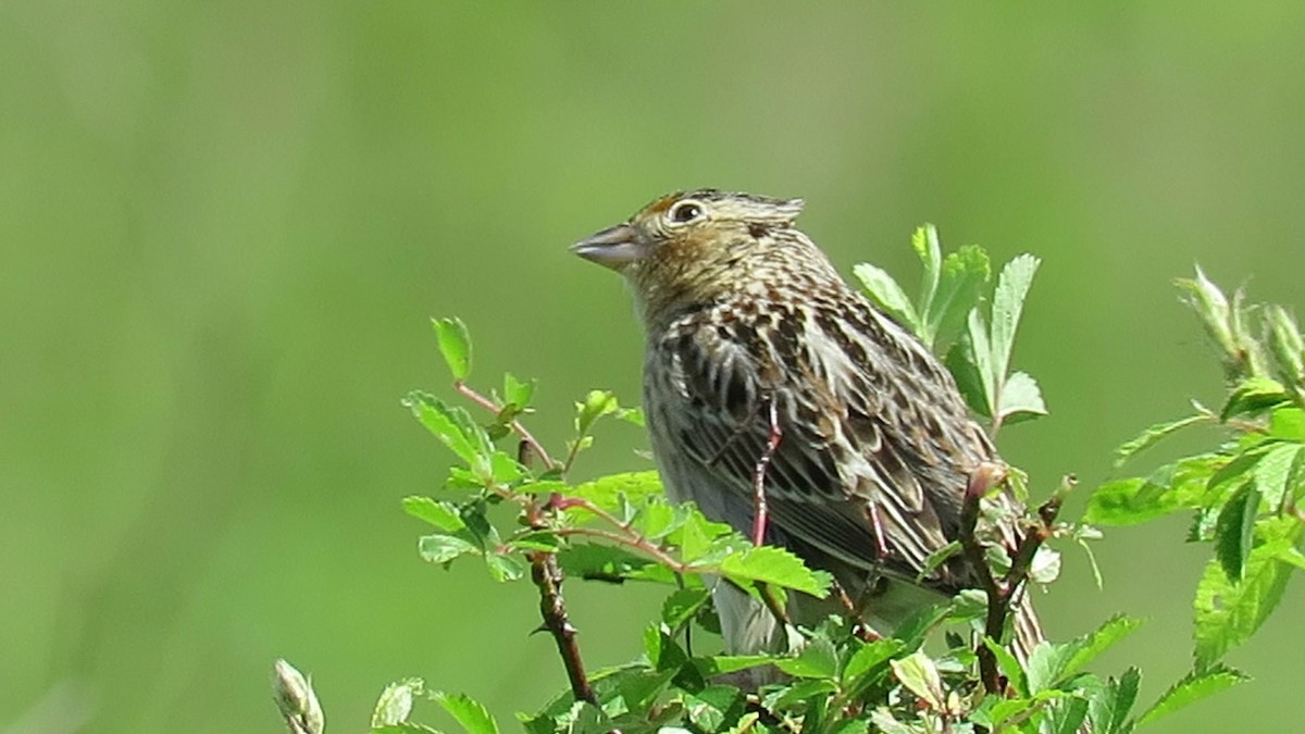 Grasshopper Sparrow - Duncan Woolston