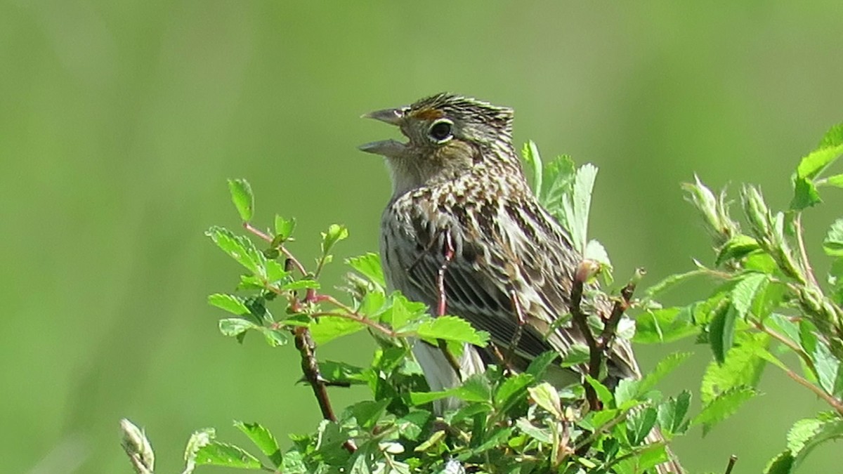 Grasshopper Sparrow - Duncan Woolston