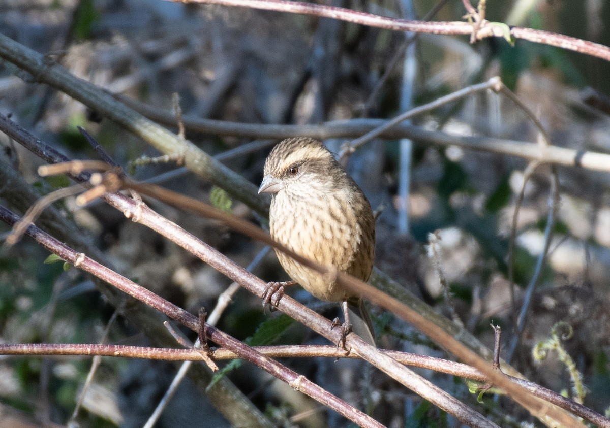 Pink-browed Rosefinch - ML618877867
