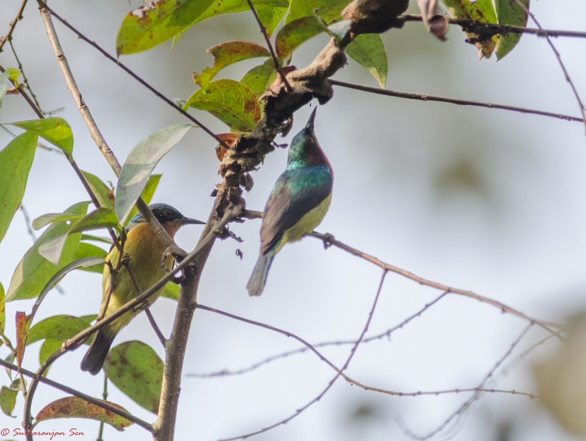 Ruby-cheeked Sunbird - Subharanjan Sen