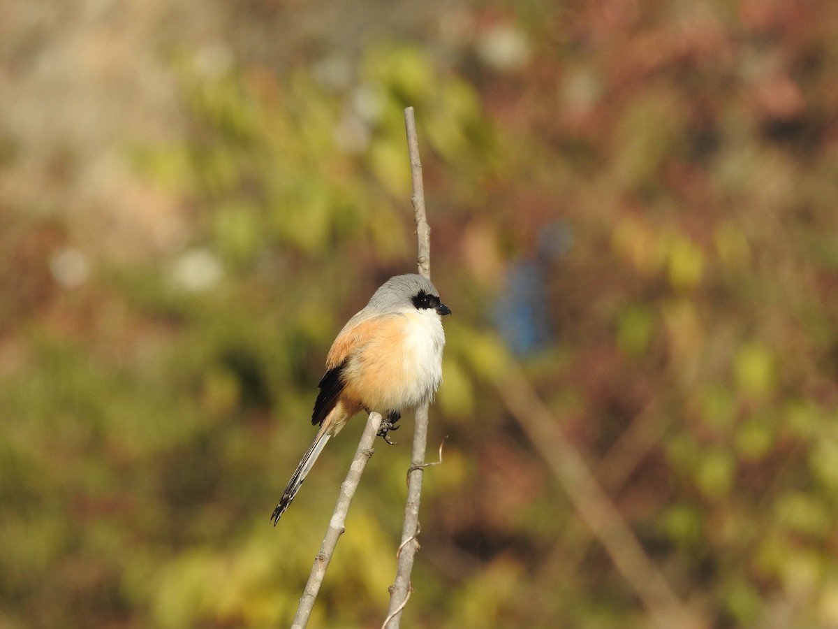 Long-tailed Shrike - Sayanti Basak