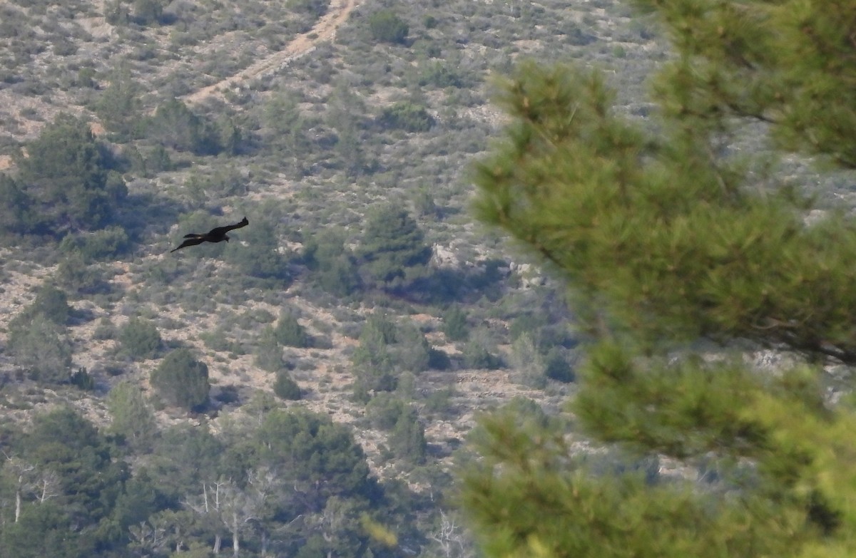 Golden Eagle - Martín  Rey Pellitero