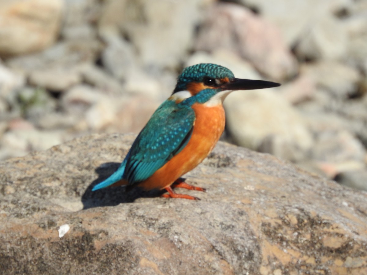 Common Kingfisher - Sayanti Basak