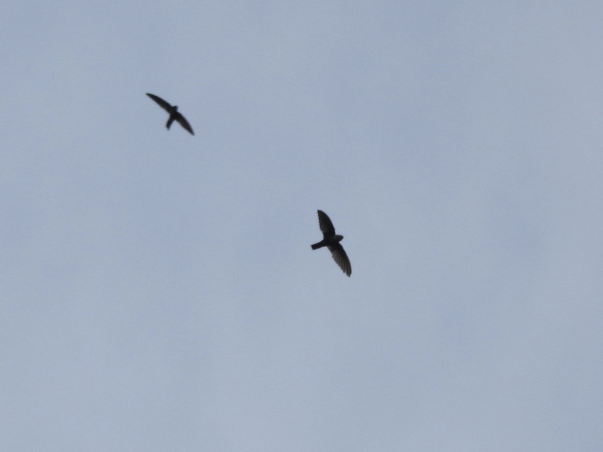 Caroline Islands Swiftlet - Noam Markus