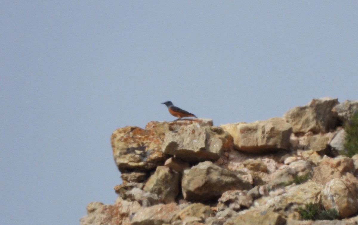 Rufous-tailed Rock-Thrush - Martín  Rey Pellitero